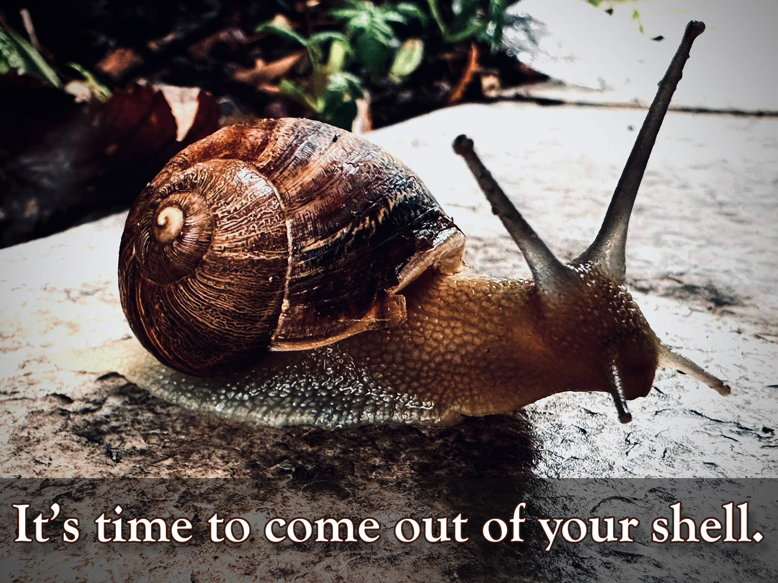 It's time to come out of your shell - Beautiful Snail Picture